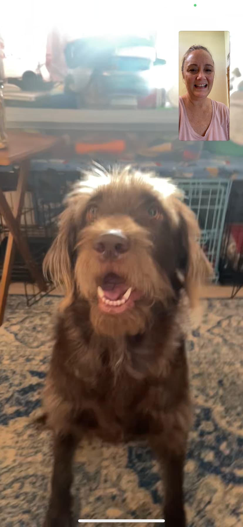 Kelley's dog Sequoa Jane